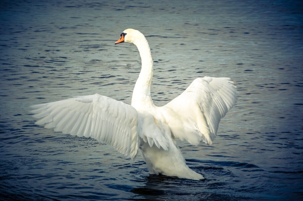 swan, bird, animal-943195.jpg